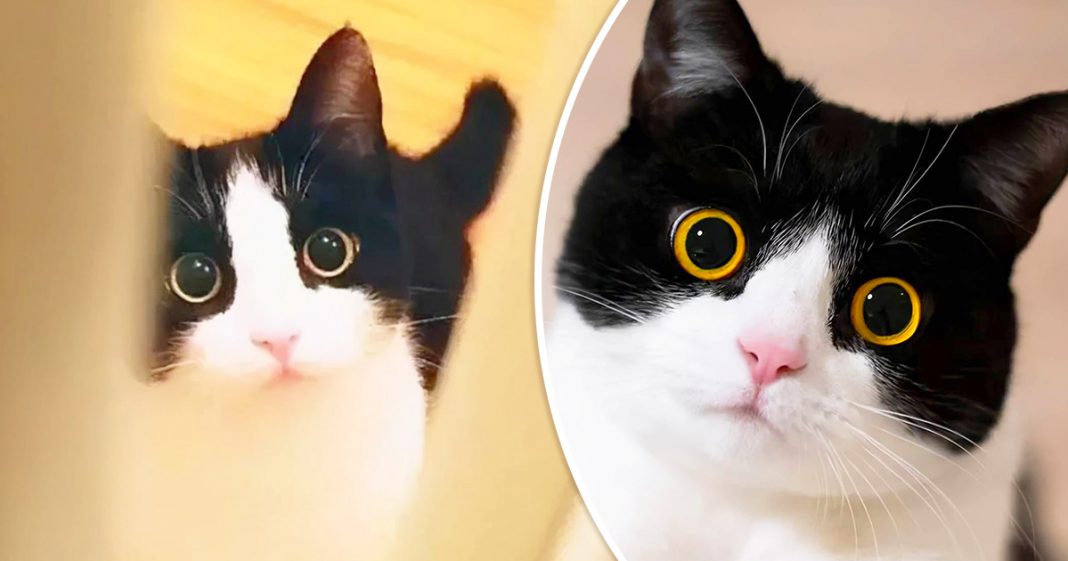 Pelbagai jenis kucing hitam putih  yang memikat hati ada 