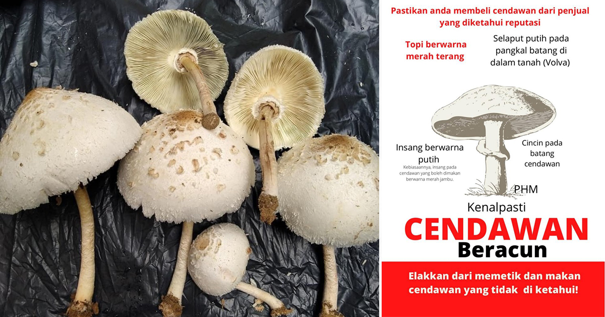 Cendawan beracun jenis SERONOKNYA SAINS: