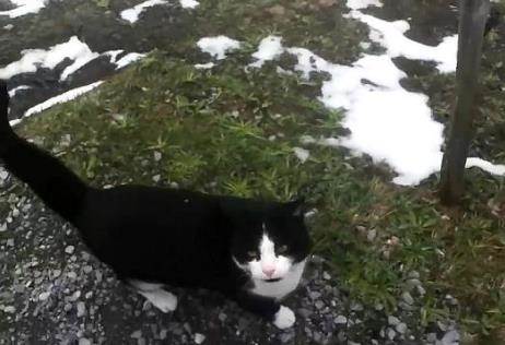 Kisah kucing comel selalu bantu pelancong sesat di kawasan pergunungan