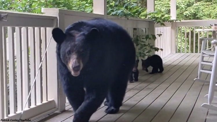 Beruang bawa anak-anak 'ziarah' lelaki yang pernah selamatkan nyawanya dahulu